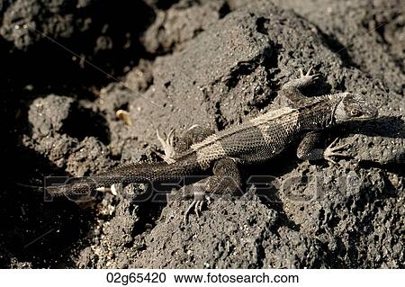 Lava lizard, Punta Espinoza, Fernandina Island, Galapagos Islands, Ecuador View Large Photo Image Stock Image - Lava lizard, Punta Espinoza, Fernandina Island, Galapagos Islands, Ecuador. Fotosearch