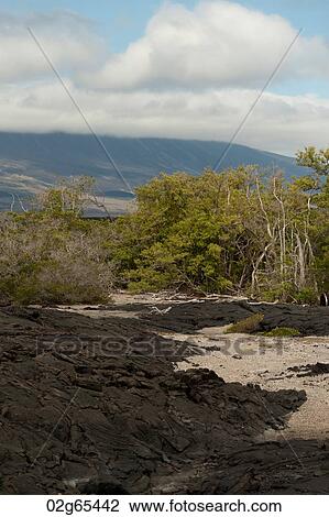 Lava rocks, Punta Espinoza, Fernandina Island, Galapagos Islands, Ecuador View Large Photo Image Stock Image - Lava rocks, Punta Espinoza, Fernandina Island, Galapagos Islands, Ecuador. Fotosearch