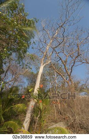 Leafless tree stretching upwards toward the blue sky in the forest View Large Photo Image Stock Photo - Leafless tree stretching upwards toward the blue sky in the forest. Fotosearch
