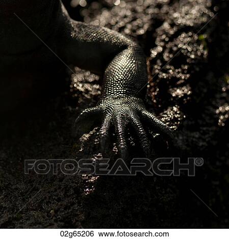 Leg of a Marine iguana (Amblyrhynchus cristatus), Punta Espinoza, Fernandina Island, Galapagos Islands, Ecuador View Large Photo Image Stock Photograph - Leg of a Marine iguana (Amblyrhynchus cristatus), Punta Espinoza, Fernandina Island, Galapagos Islands, Ecuador. Fotosearch