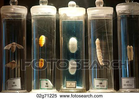 Life stages of a moth, Suzhou, Jiangsu Province, China View Large Photo Image Stock Photography - Life stages of a moth, Suzhou, Jiangsu Province, China. Fotosearch