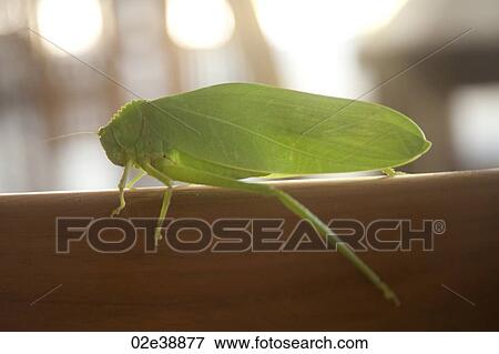 Stock Photo - Light green cricket in profile. Fotosearch