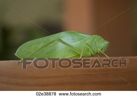 Light green cricket in profile View Large Photo Image Stock Photo - Light green cricket in profile. Fotosearch