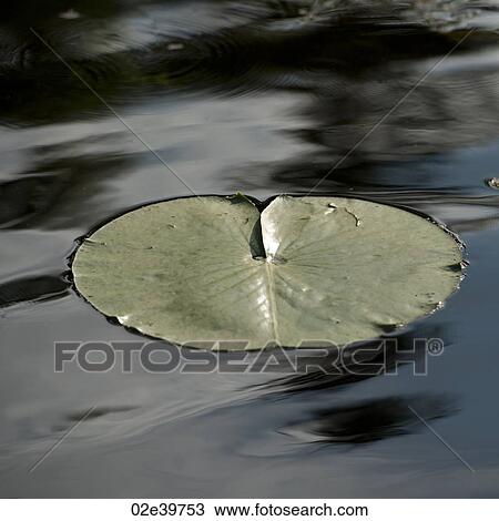 Lily pad floating on the water at Lake of the Woods, Ontario View Large Photo Image Stock Image - Lily pad floating on the water at Lake of the Woods, Ontario. Fotosearch
