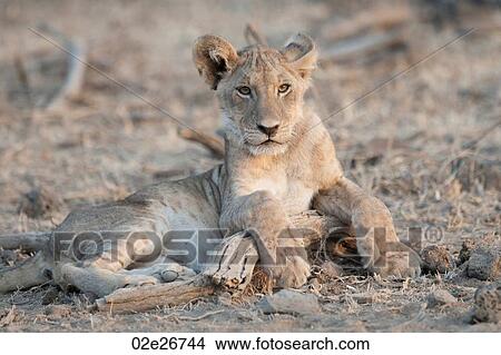Lion Cub in Kenya Africa View Large Photo Image Picture - Lion Cub in Kenya Africa. Fotosearch