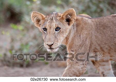 Lion Cub in Kenya Africa View Large Photo Image Stock Image - Lion Cub in Kenya Africa. Fotosearch