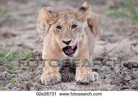 Stock Image - Lion Cub in Kenya Africa. Fotosearch