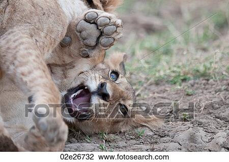 Lion Cub in Kenya Africa View Large Photo Image Stock Image - Lion Cub in Kenya Africa. Fotosearch