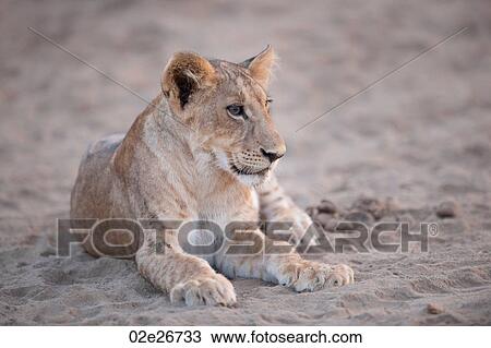 Lion Cub in Kenya Africa View Large Photo Image Stock Image - Lion Cub in Kenya Africa. Fotosearch