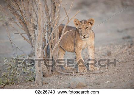 Lion Cub in Kenya Africa View Large Photo Image Stock Image - Lion Cub in Kenya Africa. Fotosearch