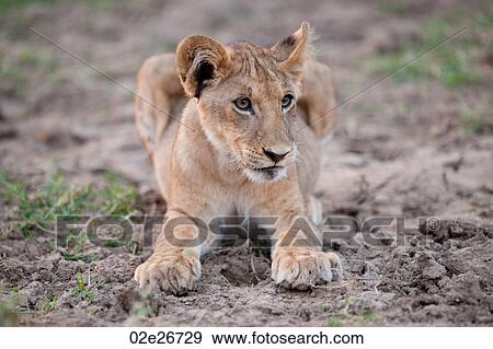 Lion Cub in Kenya Africa View Large Photo Image Stock Photo - Lion Cub in Kenya Africa. Fotosearch