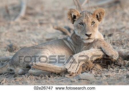 Lion Cub in Kenya Africa View Large Photo Image Stock Photo - Lion Cub in Kenya Africa. Fotosearch