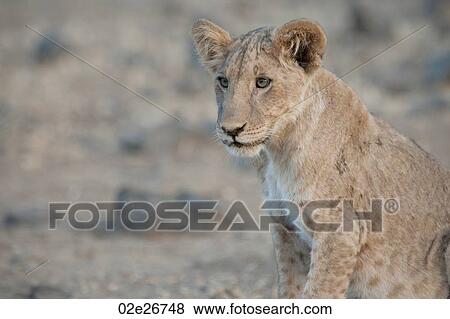 Lion Cub in Kenya Africa View Large Photo Image Stock Photo - Lion Cub in Kenya Africa. Fotosearch