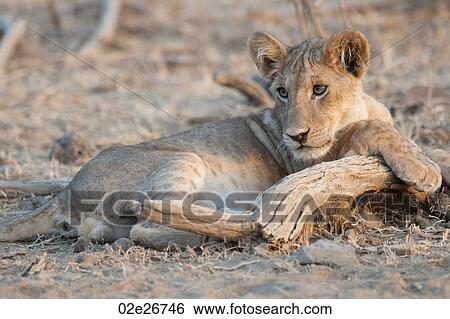 Lion Cub in Kenya Africa View Large Photo Image Stock Photograph - Lion Cub in Kenya Africa. Fotosearch