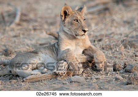 Lion Cub in Kenya Africa View Large Photo Image Stock Photography - Lion Cub in Kenya Africa. Fotosearch
