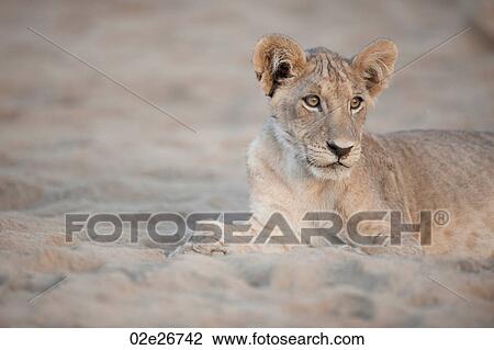 Lion in Cub Kenya Africa View Large Photo Image Stock Image - Lion in Cub Kenya Africa. Fotosearch