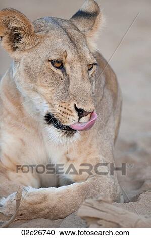 Lion in Kenya Africa View Large Photo Image Stock Image - Lion in Kenya Africa. Fotosearch
