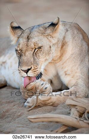 Lion in Kenya Africa View Large Photo Image Stock Image - Lion in Kenya Africa. Fotosearch