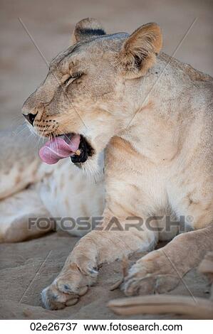 Lion in Kenya Africa View Large Photo Image Stock Photo - Lion in Kenya Africa. Fotosearch