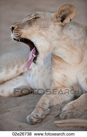 Lion in Kenya Africa View Large Photo Image Stock Photo - Lion in Kenya Africa. Fotosearch