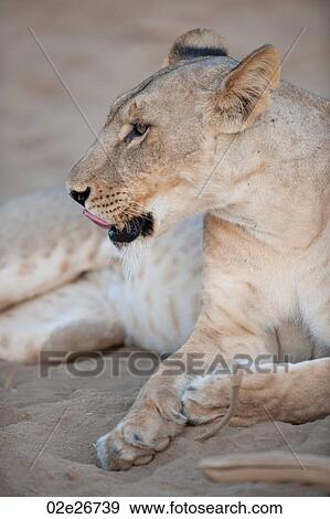 Lion in Kenya Africa View Large Photo Image Stock Photo - Lion in Kenya Africa. Fotosearch