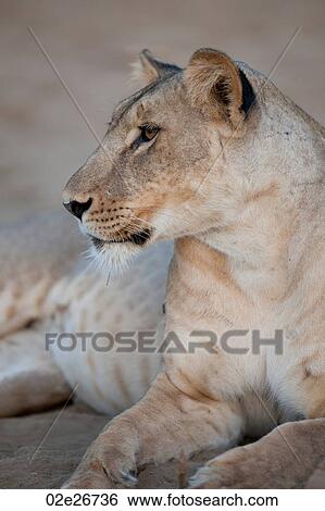Lion in Kenya Africa View Large Photo Image Stock Photograph - Lion in Kenya Africa. Fotosearch