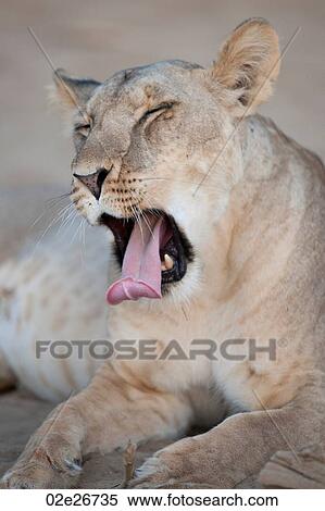 Lion in Kenya Africa View Large Photo Image Stock Photography - Lion in Kenya Africa. Fotosearch
