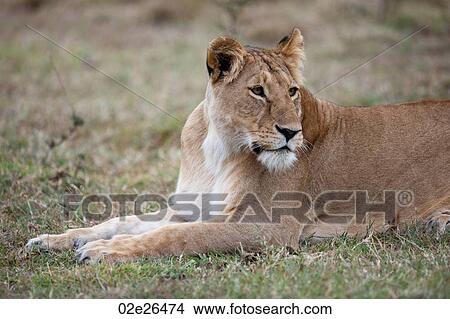 Lion wildlife in Kenya View Large Photo Image Picture - Lion wildlife in Kenya. Fotosearch
