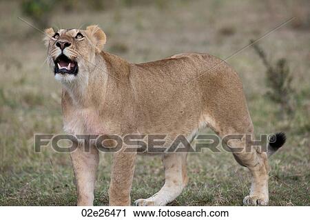 Lion wildlife in Kenya View Large Photo Image Stock Image - Lion wildlife in Kenya. Fotosearch
