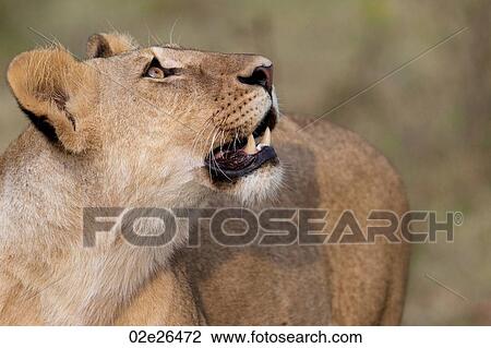 Lion wildlife in Kenya View Large Photo Image Stock Image - Lion wildlife in Kenya. Fotosearch