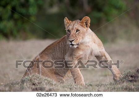 Lion wildlife in Kenya View Large Photo Image Stock Image - Lion wildlife in Kenya. Fotosearch