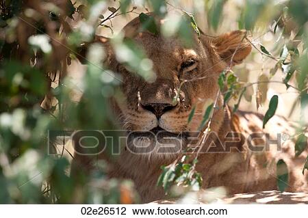 Lion wildlife in Kenya View Large Photo Image Stock Image - Lion wildlife in Kenya. Fotosearch