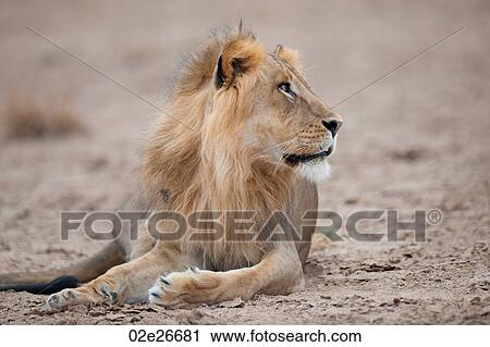 Lion wildlife in Kenya View Large Photo Image Stock Image - Lion wildlife in Kenya. Fotosearch