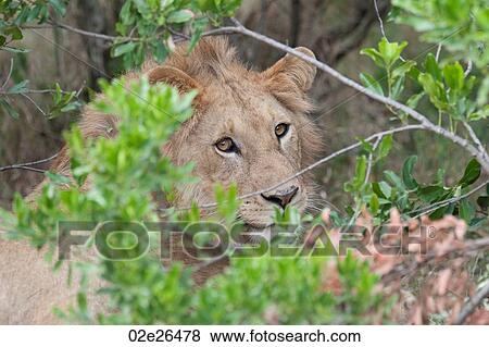 Lion wildlife in Kenya View Large Photo Image Stock Photo - Lion wildlife in Kenya. Fotosearch