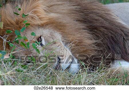 Lion wildlife in Kenya View Large Photo Image Stock Photo - Lion wildlife in Kenya. Fotosearch