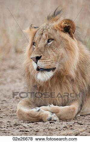 Lion wildlife in Kenya View Large Photo Image Stock Photo - Lion wildlife in Kenya. Fotosearch