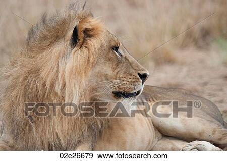 Lion wildlife in Kenya View Large Photo Image Stock Photo - Lion wildlife in Kenya. Fotosearch