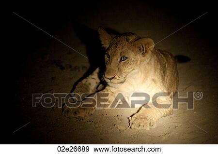 Lion wildlife in Kenya View Large Photo Image Stock Photo - Lion wildlife in Kenya. Fotosearch