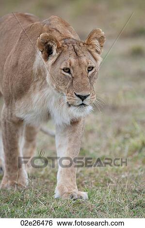 Lion wildlife in Kenya View Large Photo Image Stock Photograph - Lion wildlife in Kenya. Fotosearch