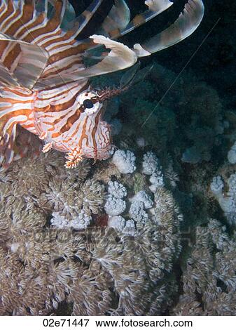Lionfish (Pterois Miles) View Large Photo Image Stock Photo - Lionfish (Pterois Miles). Fotosearch