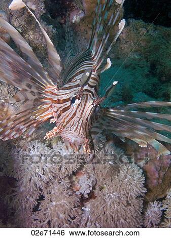 Lionfish (Pterois Miles) View Large Photo Image Stock Photograph - Lionfish (Pterois Miles). Fotosearch