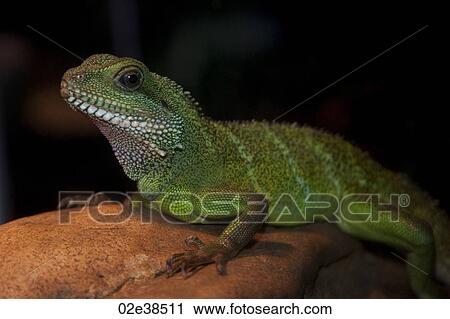 Lizard at the Butterfly Palace in Branson, Missouri View Large Photo Image Stock Image - Lizard at the Butterfly Palace in Branson, Missouri. Fotosearch
