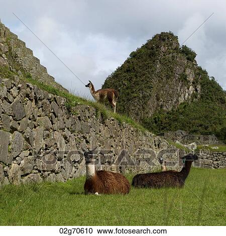 Llamas (Lama glama) at The Lost City of The Incas, Machu Picchu, Cusco Region, Peru View Large Photo Image Stock Image - Llamas (Lama glama) at The Lost City of The Incas, Machu Picchu, Cusco Region, Peru. Fotosearch