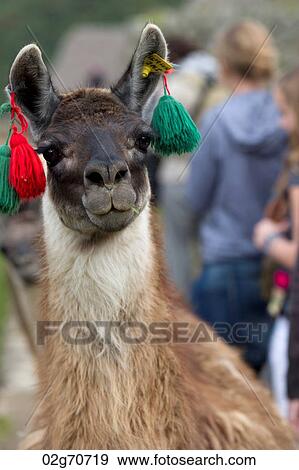 Llamas (Lama glama) at The Lost City of The Incas, Machu Picchu, Cusco Region, Peru View Large Photo Image Stock Photo - Llamas (Lama glama) at The Lost City of The Incas, Machu Picchu, Cusco Region, Peru. Fotosearch