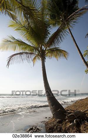 Lone palm tree at water's edge on the ocean beach View Large Photo Image Picture - Lone palm tree at water's edge on the ocean beach. Fotosearch