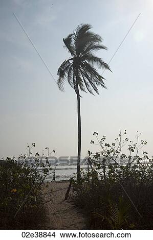 Lone Palm tree in the breeze on the beach at the sea on an overcast day View Large Photo Image Picture - Lone Palm tree in the breeze on the beach at the sea on an overcast day. Fotosearch