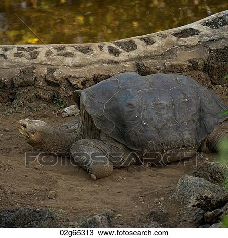 Lonesome George a Giant tortoise, Charles Darwin Research Station, Santa Cruz Island, Galapagos Islands, Ecuador View Large Photo Image Stock Image - Lonesome George a Giant tortoise, Charles Darwin Research Station, Santa Cruz Island, Galapagos Islands, Ecuador. Fotosearch