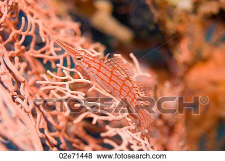 Stock Photo - Long-nose Hawkfish. Fotosearch