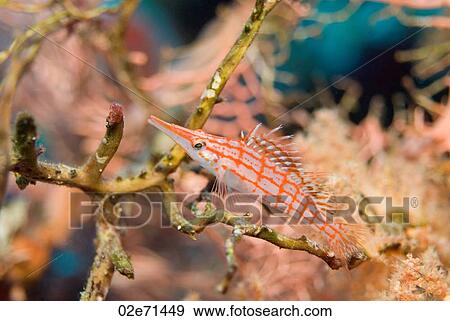 Stock Photo - Long-nose Hawkfish. Fotosearch