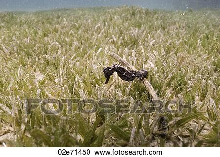 Stock Image - Longsnout Seahorse (Hippocampus Reidi). Fotosearch